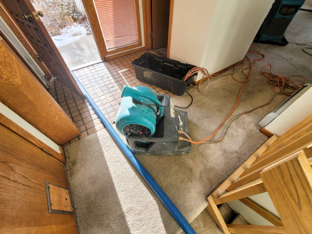 Best Professional water damage repair  in Blplay, AL