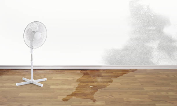 Best Local water damage restoration  in Blplay, AL